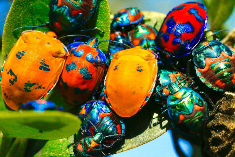 Jewel beetle image used as a source for interactive colour blindness filter demo