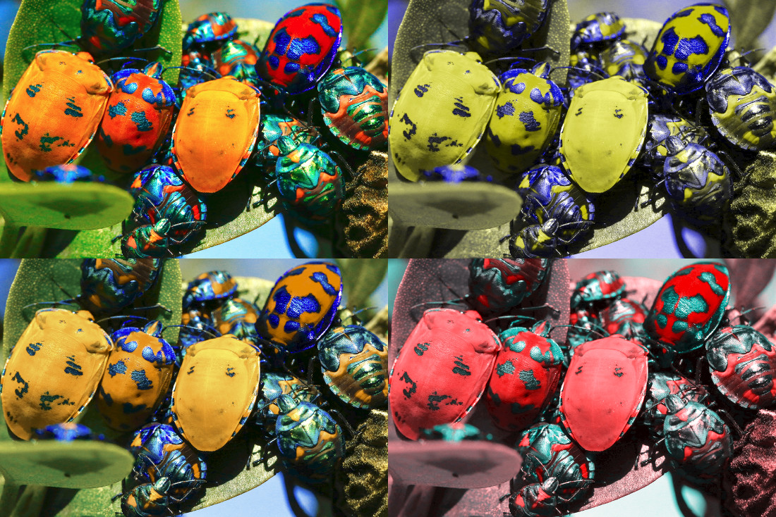 Jewel beetles on a leaf, repeated to show different examples of colour blindness
